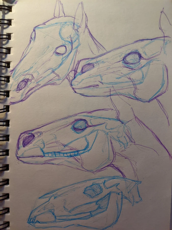 Sketchbook studies of reptile heads