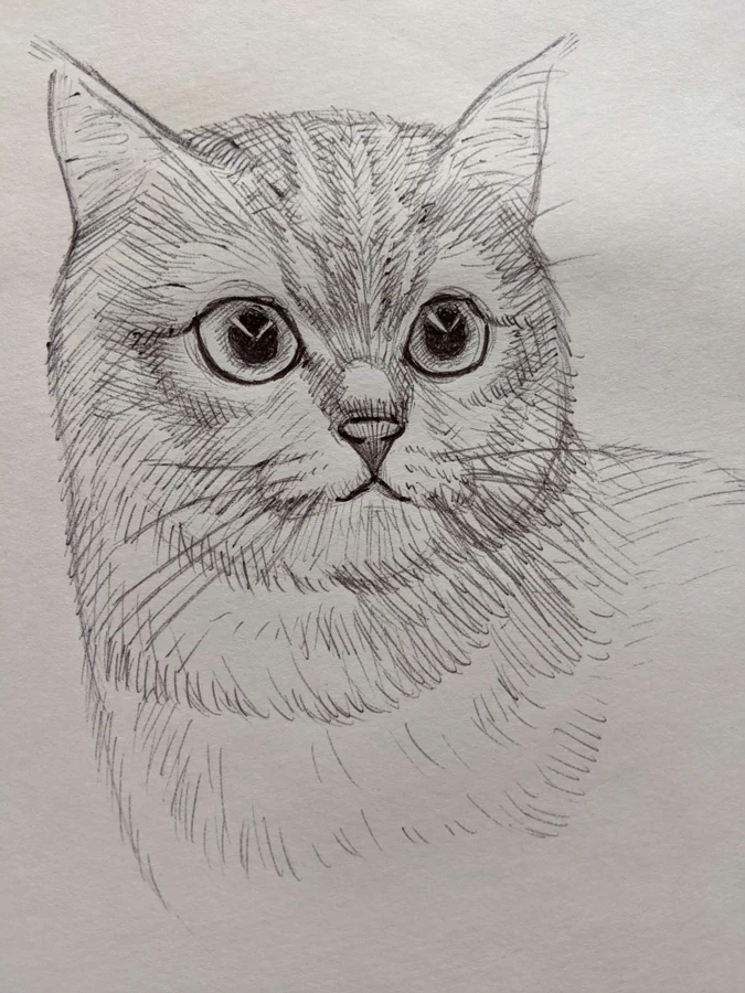 Pencil portrait of a fluffy cat